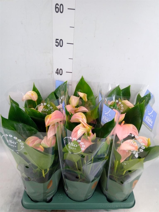 <h4>Anthurium andr. 'Joli Peach'</h4>