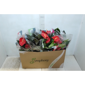 ANTHURIUM VARIADO P15