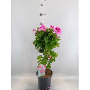 Pelargonium gran. 'Elegan Loes'