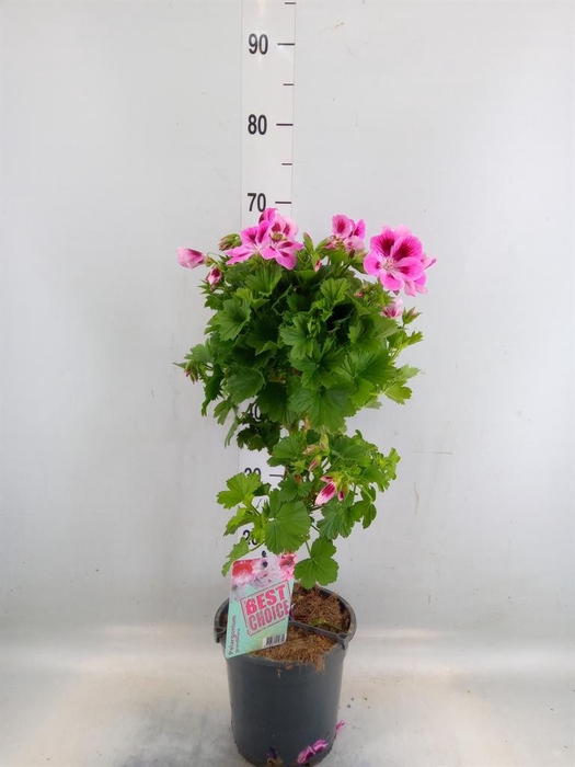 <h4>Pelargonium gran. 'Elegan Loes'</h4>
