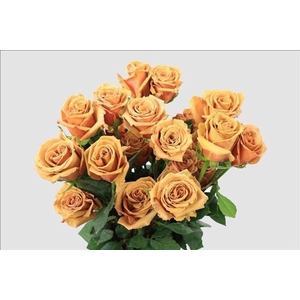 Rosa ec toffee