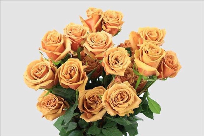 <h4>Rosa ec toffee</h4>