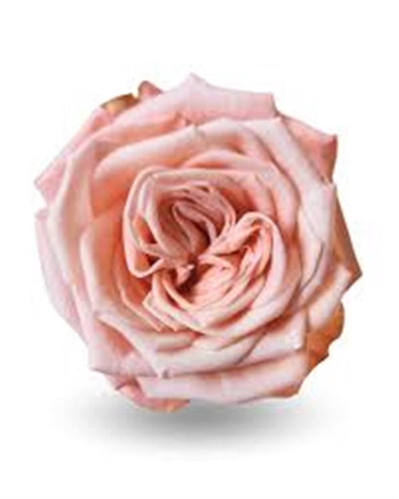 <h4>R Gr Sisley</h4>