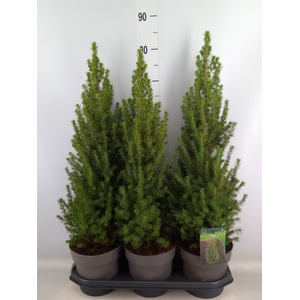 Picea glauca 'Perfecta'