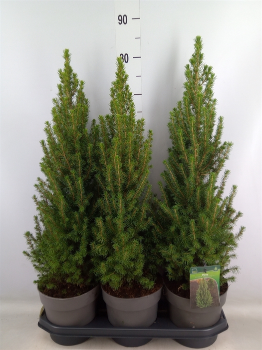 <h4>Picea glauca 'Perfecta'</h4>