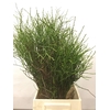 VACC HUCKLEBERRY
