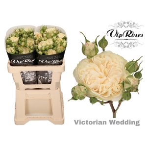 R Tr Victor Wedding+