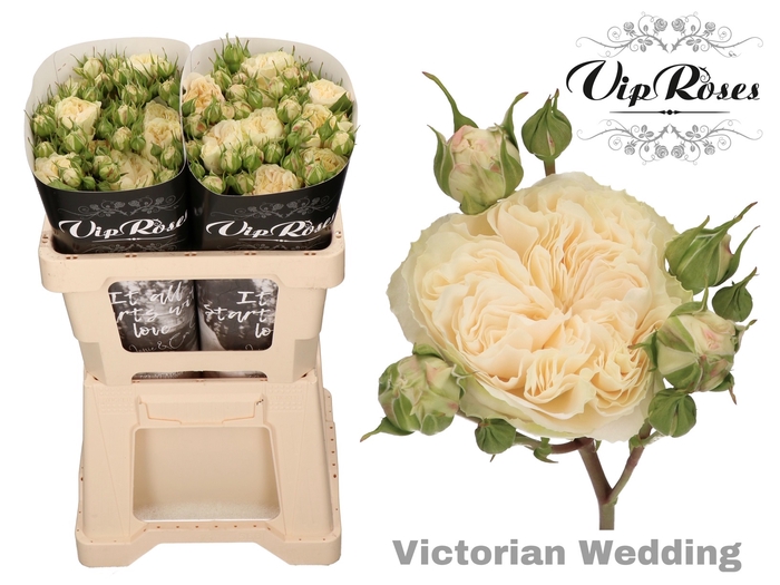 <h4>R TR VICTOR WEDDING+</h4>