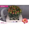 Paeonia Coral Charm | XXL