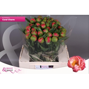 Paeonia Coral Charm | Xxl