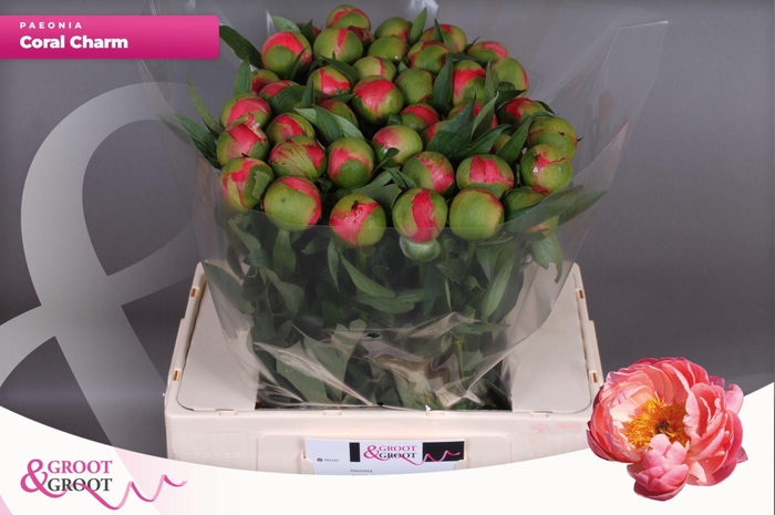 <h4>Paeonia Coral Charm | XXL</h4>