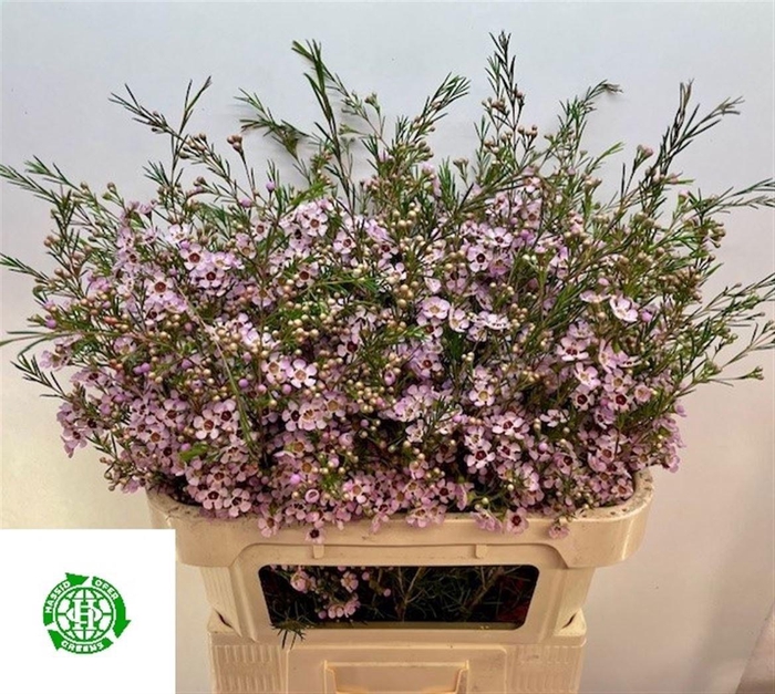 <h4>Chame Un Early Nir</h4>