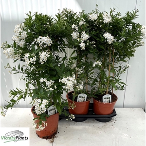 SOLANUM JASMINOIDES