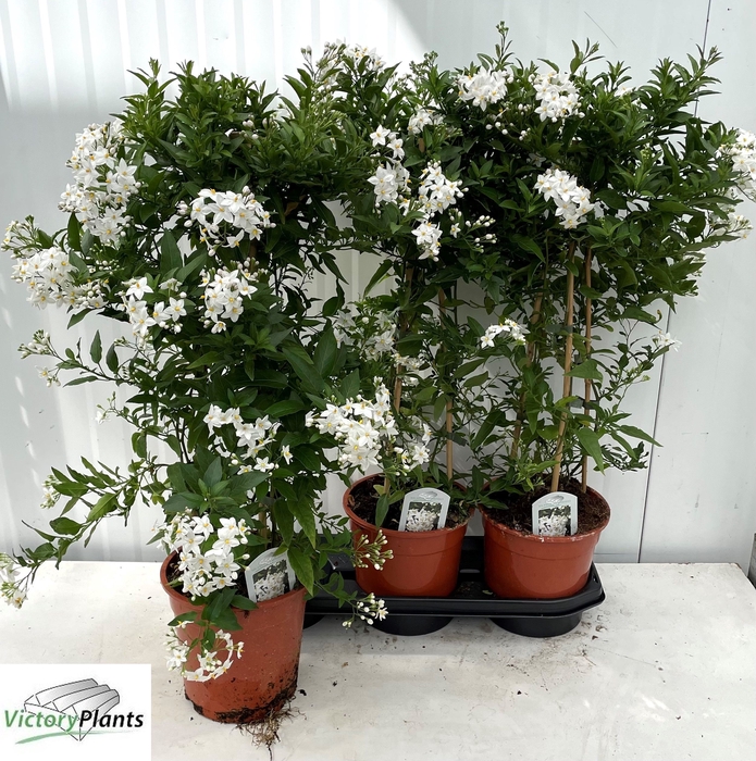 <h4>SOLANUM JASMINOIDES</h4>