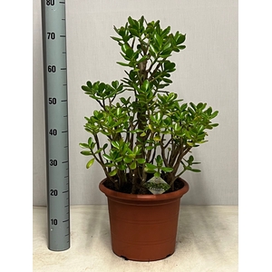 CRASS OVATA