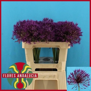 ALLIUM PURPLE RAIN