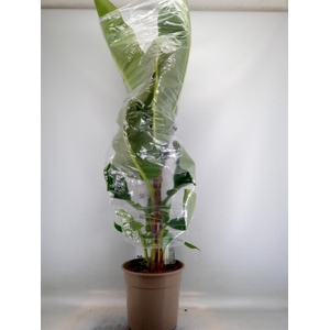 Musa  'Dwarf Cavendish'