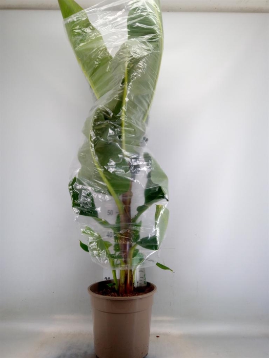 <h4>Musa  'Dwarf Cavendish'</h4>