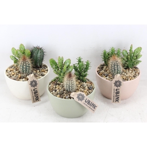 arr2 UB - Cactus pastel bolschaal x5
