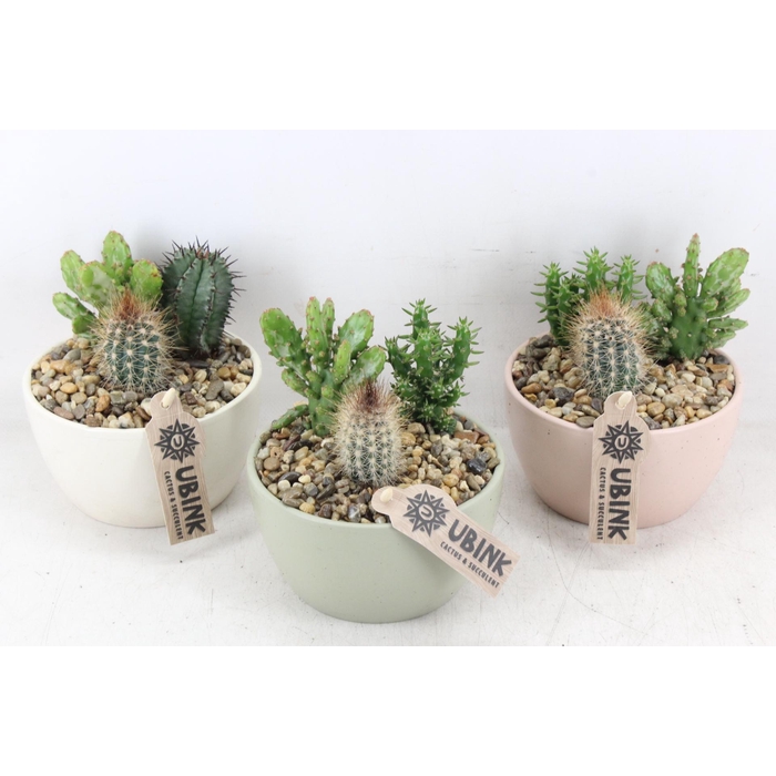 <h4>Arr2 Ub - Cactus Pastel Bolschaal X5</h4>