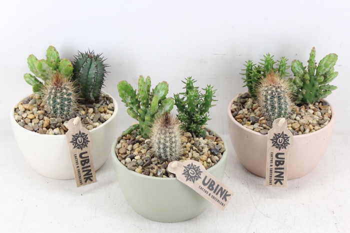 <h4>arr2 UB - Cactus pastel bolschaal x5</h4>