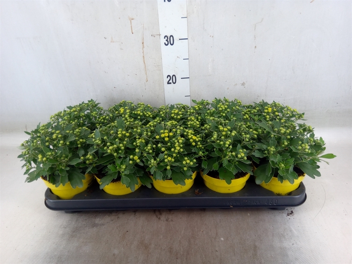 <h4>Ajania pacifica 'Pacific Yellow'</h4>