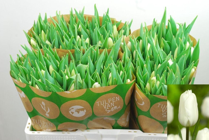 <h4>Tulipa si white flag</h4>