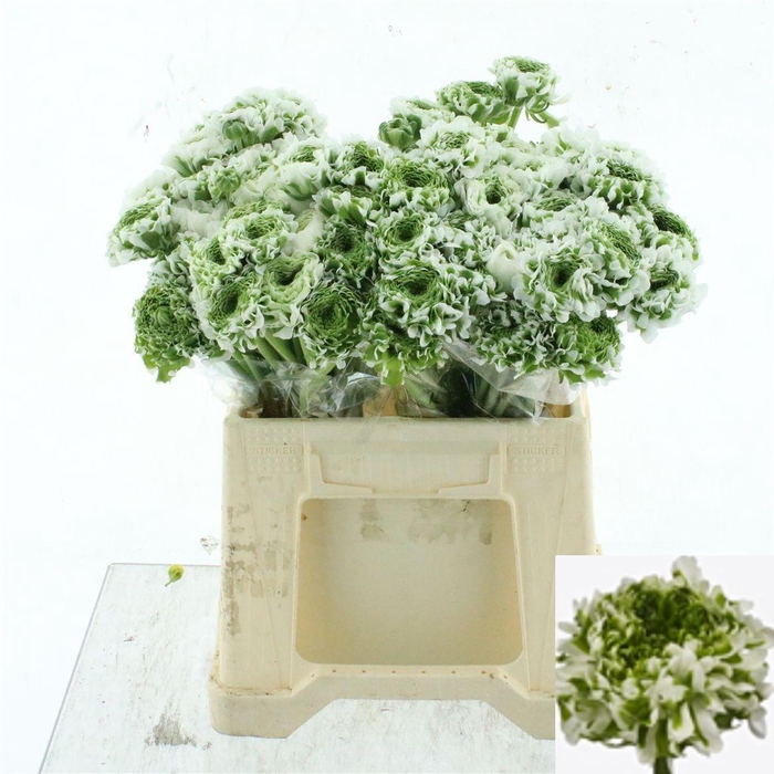 <h4>RAN PON PON IGLOO</h4>