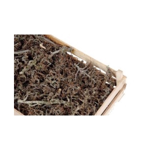 CRATE BONSAI CA. 100PCS L60W40