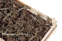 <h4>CRATE BONSAI CA. 100PCS L60W40</h4>