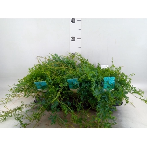 Selaginella   ...