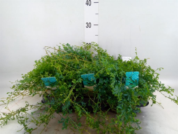 <h4>Selaginella   ...</h4>