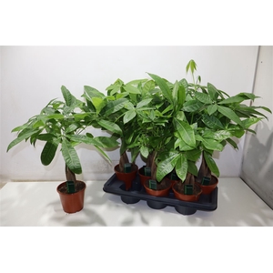 Pachira Aquatica