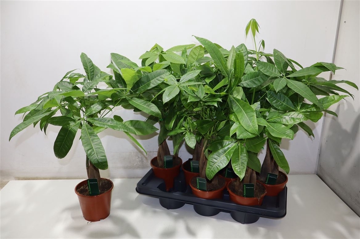 <h4>Pachira Aquatica</h4>