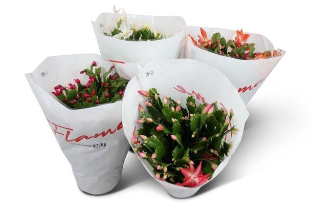 <h4>Schlumb Flame Gem</h4>