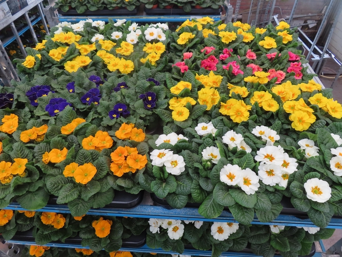 <h4>PRIM AC MIXK</h4>