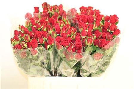 <h4>R Tr Mirabel</h4>