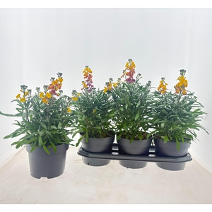 ERYS SUP BOWL SUNSET