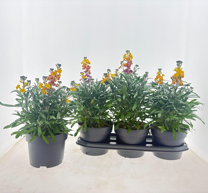 <h4>ERYS SUP BOWL SUNSET</h4>