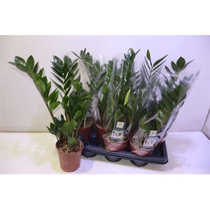 arr8 Zamio Zamiifolia