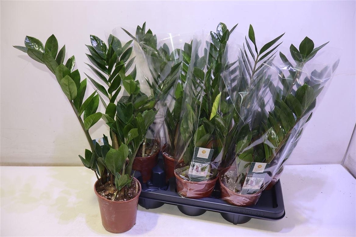 <h4>arr8 Zamio Zamiifolia</h4>