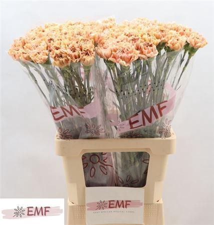 <h4>Di St Saona+</h4>