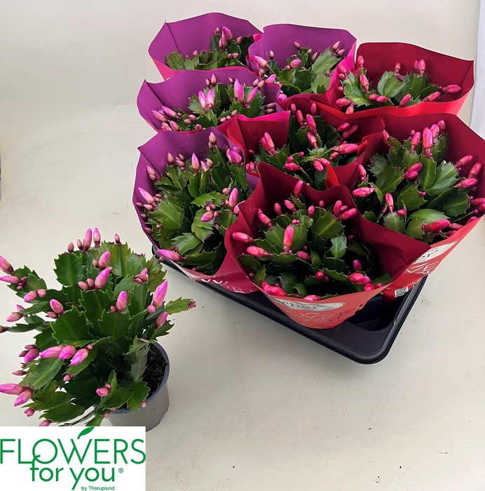 <h4>SCHLUMB GEM 2 KL</h4>