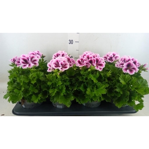 Pelargonium gran.   ..