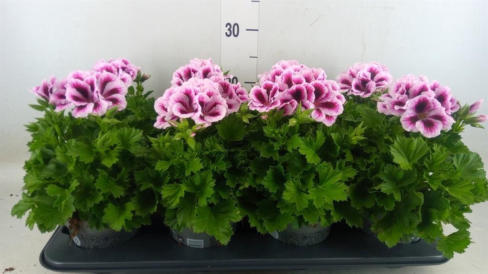 <h4>Pelargonium gran. ..</h4>