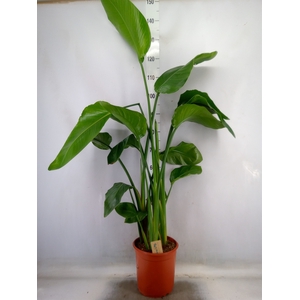 Strelitzia nicolai