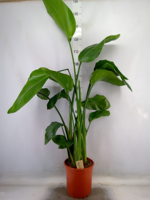 <h4>Strelitzia nicolai</h4>
