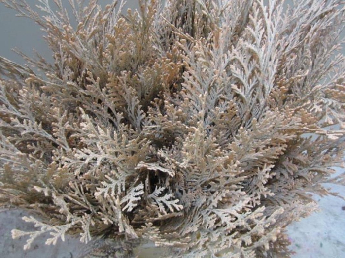 <h4>Conifeer Zalm</h4>