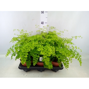 Adiantum raddi. 'Fragrans'