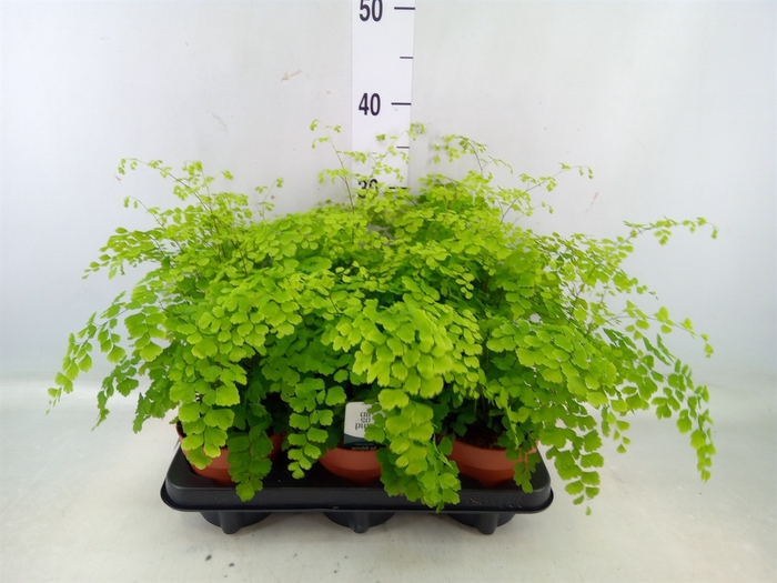 <h4>Adiantum raddi. 'Fragrans'</h4>